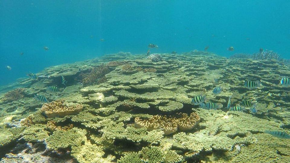 澎湖旅遊-南方四島浮潛